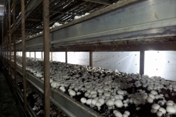 Бизнес по выращиванию шампиньонов